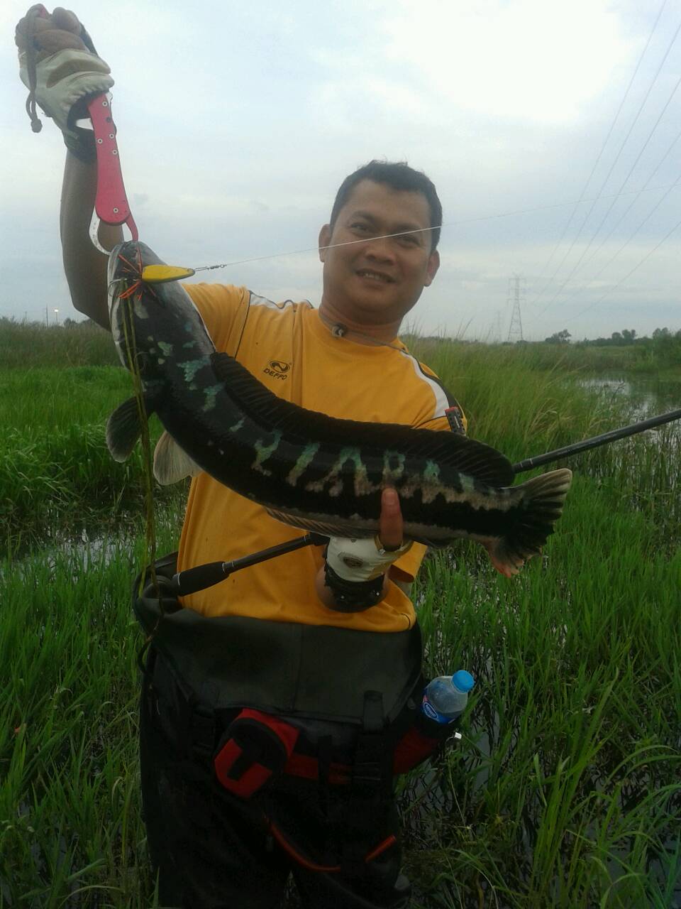 ชะโดยักษ์ !!!
