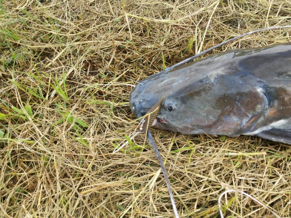 Asian redtail catfish ชื่อภาษาอังกฤษ ของ ปลากดคัง