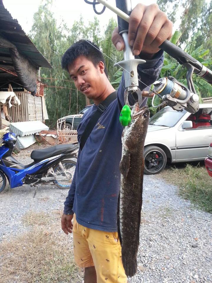 `......กบยางผีสิง  อูยขนลุกเลย!!  