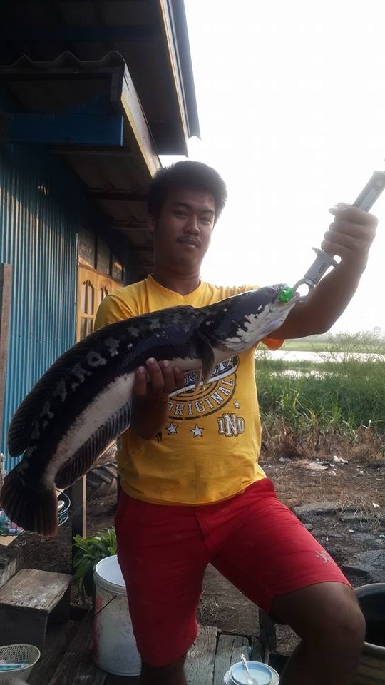 `......กบยางผีสิง  อูยขนลุกเลย!!  