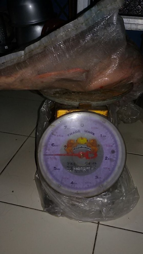 ปลาดุกตัวใหญ่ครับ
