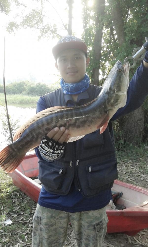 ชะโดทาม