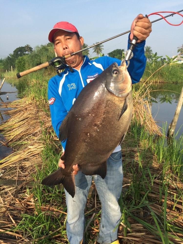 Snakehead Angler Club กับ เปคู ไซ้ร์ 10 up