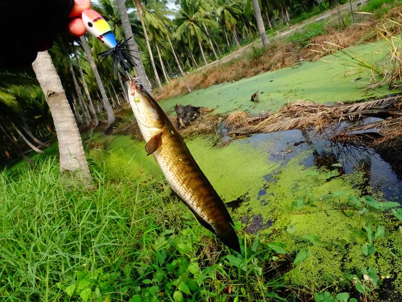 มันทางของเรา