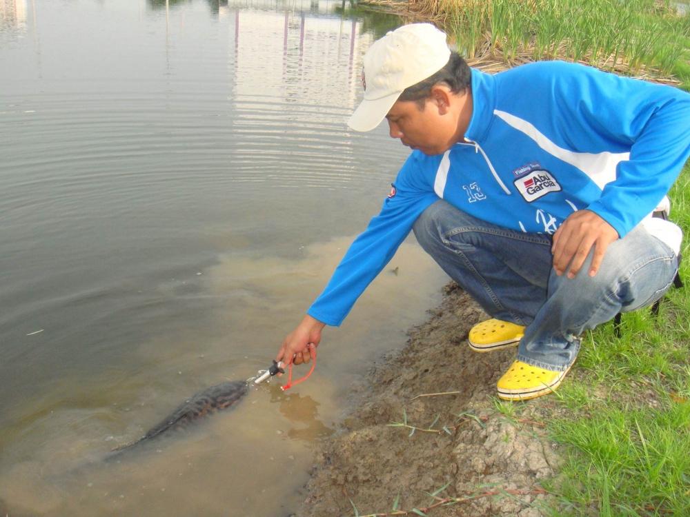หมายนี้มีแต่ของใหญ่ๆๆ    SnakeHead Angler Club