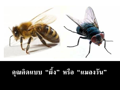 คิดแบบ“ผึ้ง”หรือว่า“แมลงวัน”บทความดีๆที่อยากให้อ่าน(ถ้าซ้ำหรือผ่านตามาก็ขออภัย)