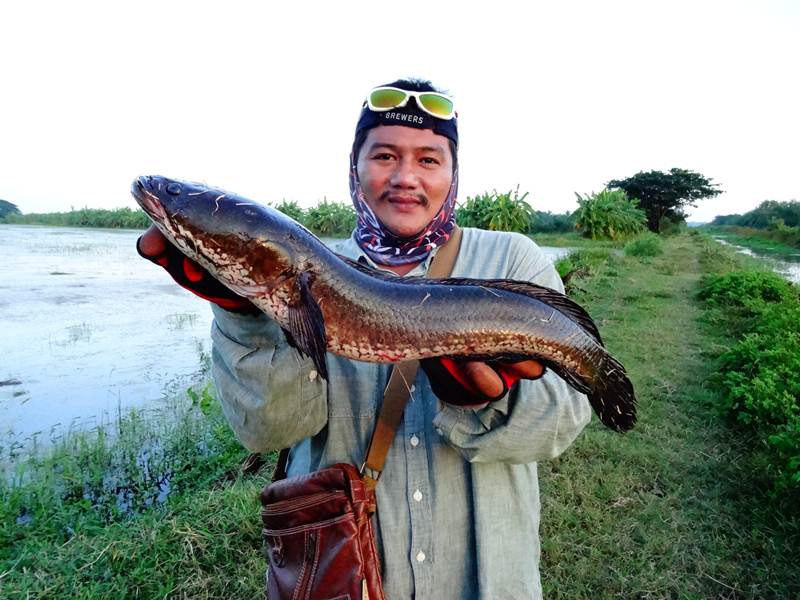 ช่อนนา  มันใหญ่มาก