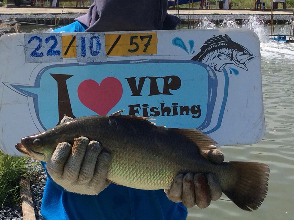 VIP Fishing กะพงแดง เก๋า กะพงขาว มาแล้วครัช