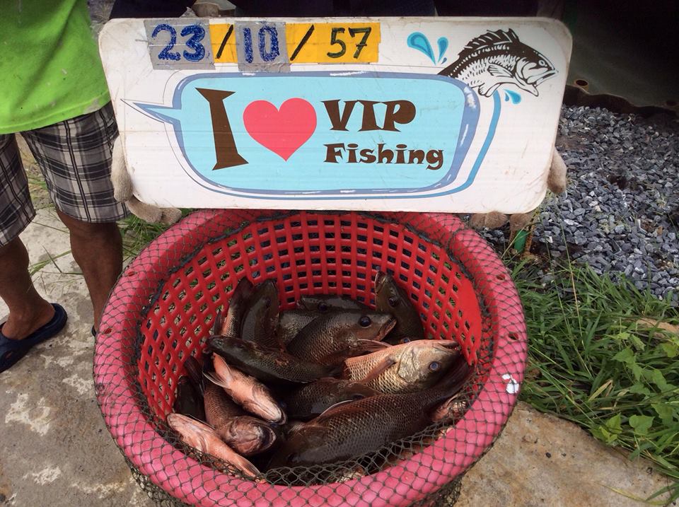 VIP Fishing กะพงแดง เก๋า กะพงขาว มาแล้วครัช