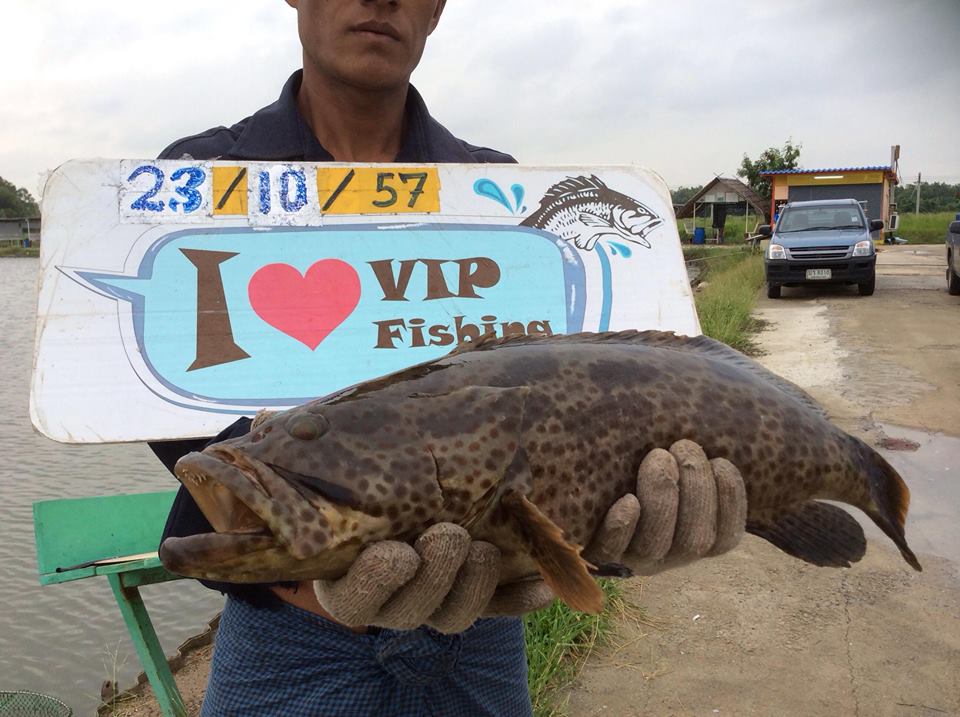 VIP Fishing กะพงแดง เก๋า กะพงขาว มาแล้วครัช