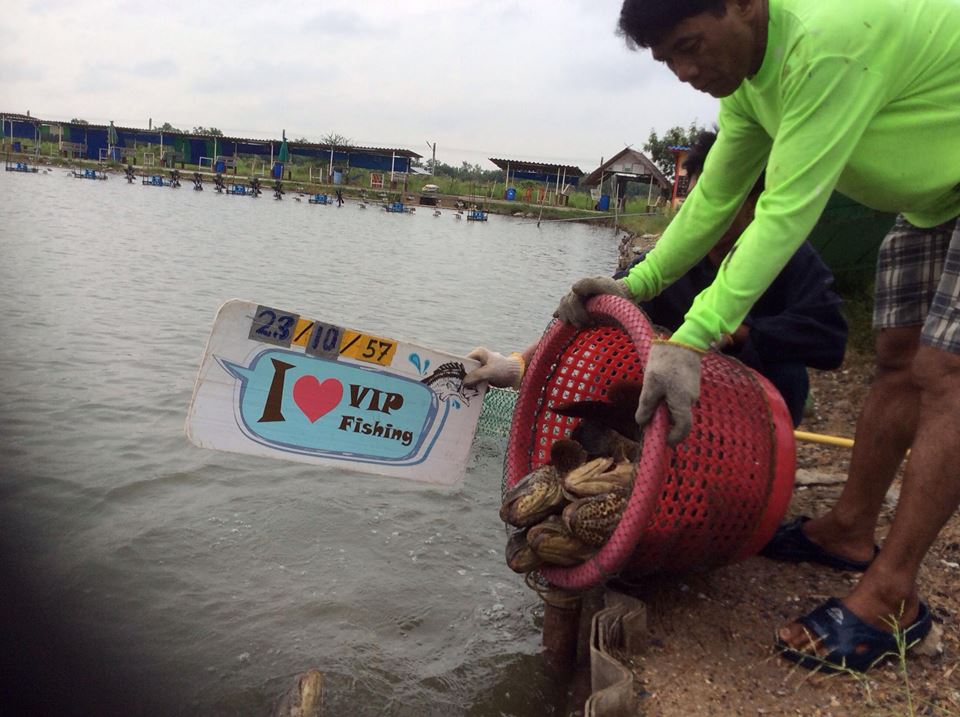 VIP Fishing กะพงแดง เก๋า กะพงขาว มาแล้วครัช