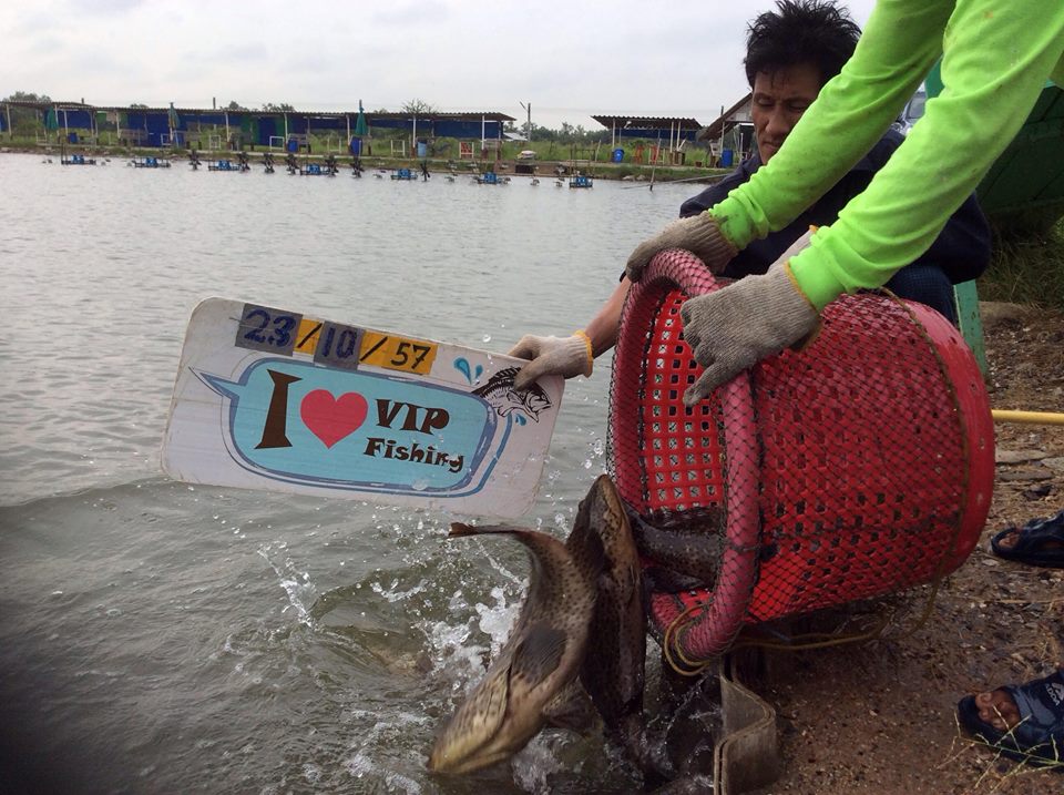 VIP Fishing กะพงแดง เก๋า กะพงขาว มาแล้วครัช