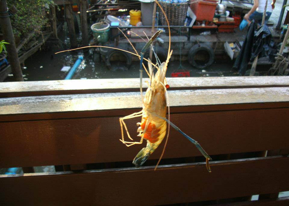 กุ้งแม่น้ำ