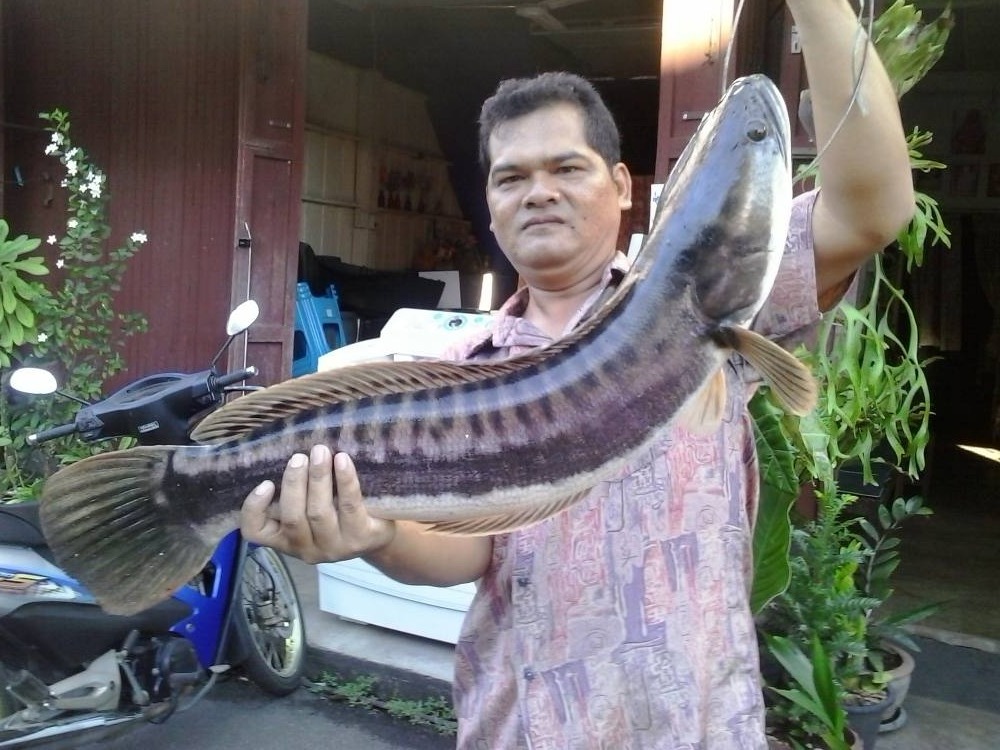 จัมโบ้โด คลองบางพระตราด