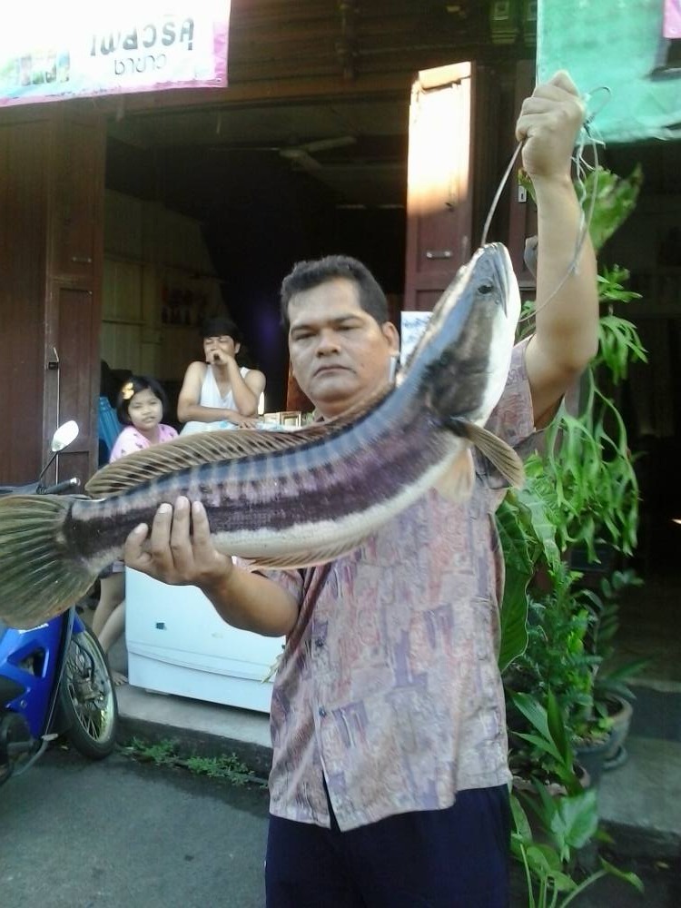 จัมโบ้โด คลองบางพระตราด