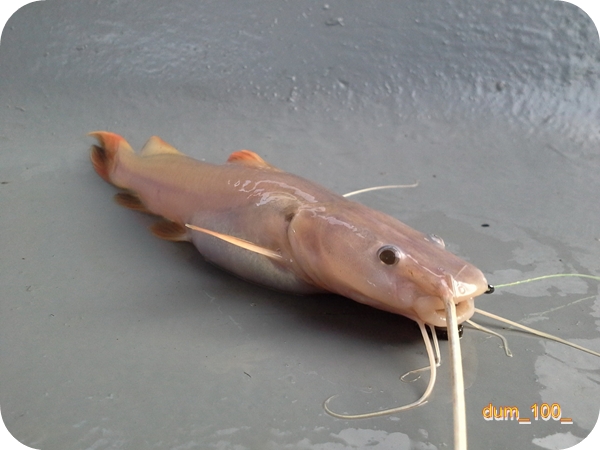 แค้