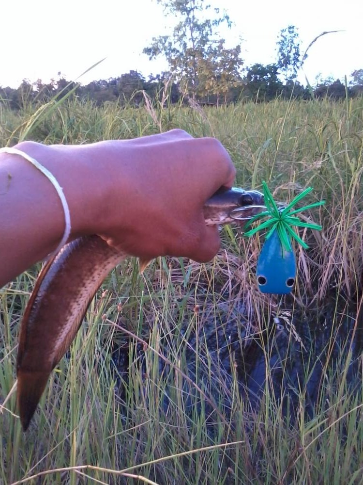 ช่อนอ่างไกล้บ้าน