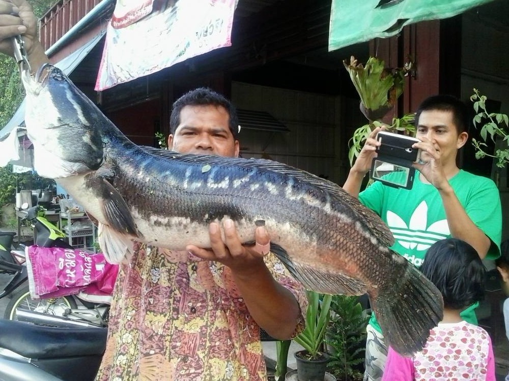 ยักษ์ใหญ่คลองบางพระตราดฮิ