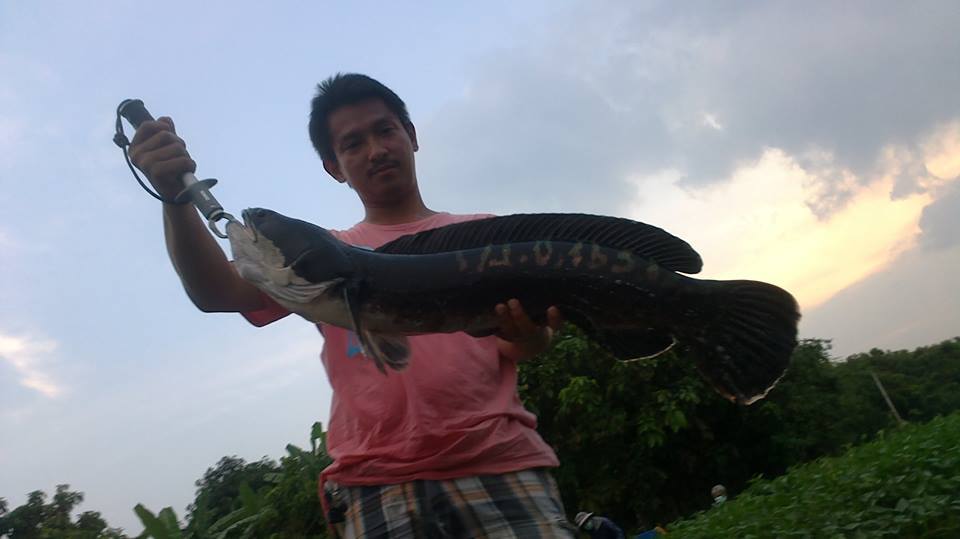 ชะโด..แม่น้ำท่าจีน คับ ดุจิงๆ