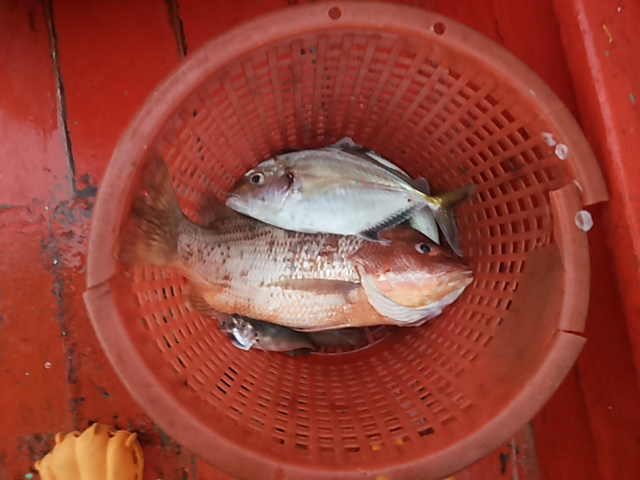 Grey Snapper ชื่อภาษาอังกฤษ ของ ปลากระพงอังเกย