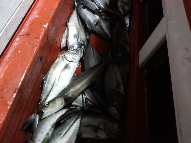 Cobia ชื่อภาษาอังกฤษ ของ ปลาช่อนทะเล
