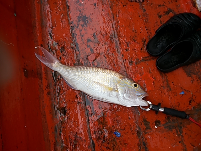 Grey Snapper ชื่อภาษาอังกฤษ ของ ปลากระพงอังเกย