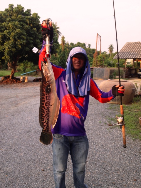 ชะโดช่อนจัดไป (2)