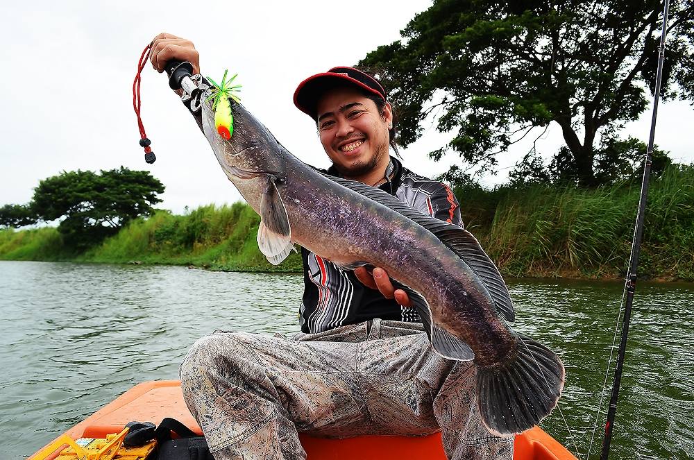 ..... HIGH SEASON !!! ชะโดใหญ่ ^^ บ่อทราย ^^  ..... 