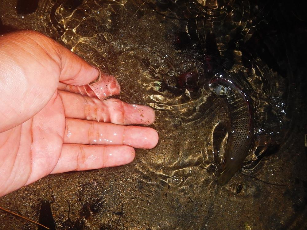 @@_**...... Slim Swim Light Game Fishing ......**_@@