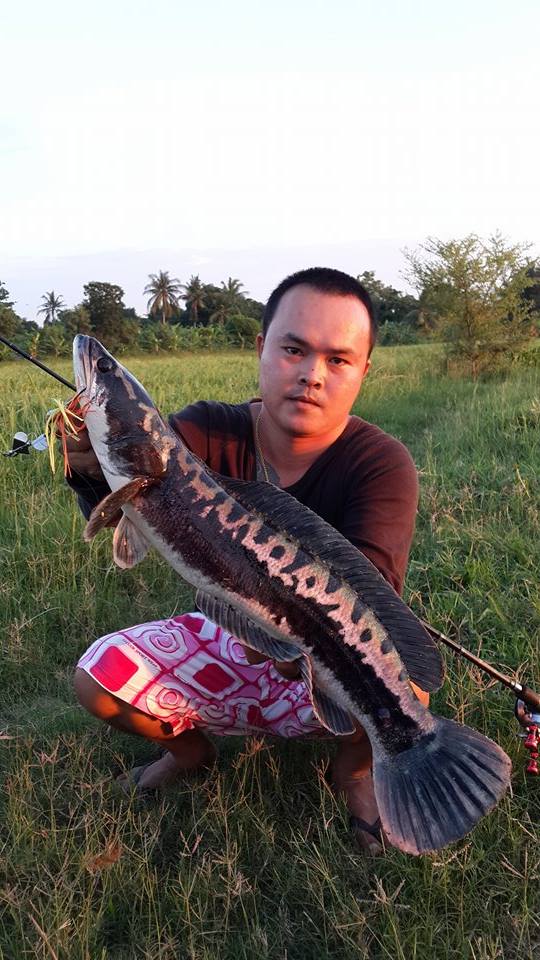 @@@ 3 ไม้ @@@