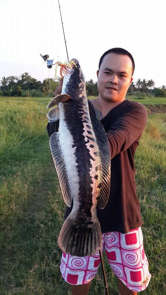 @@@ 3 ไม้ @@@