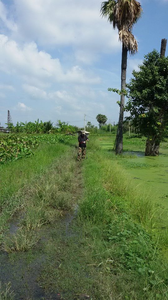 ช่อนราชบุรี4