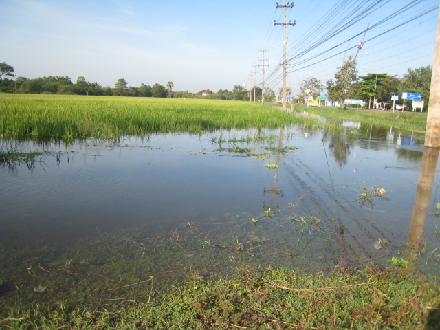 การดูหมายนาน้ำท่วม(ปลานา)