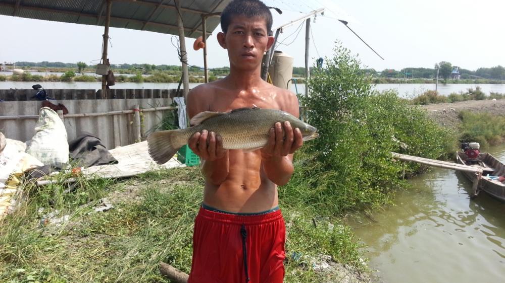 กระพงใหญ่ยักษ์ ราคาโครตถูก