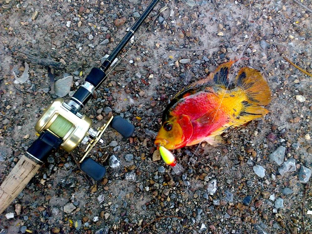 ป่วน1