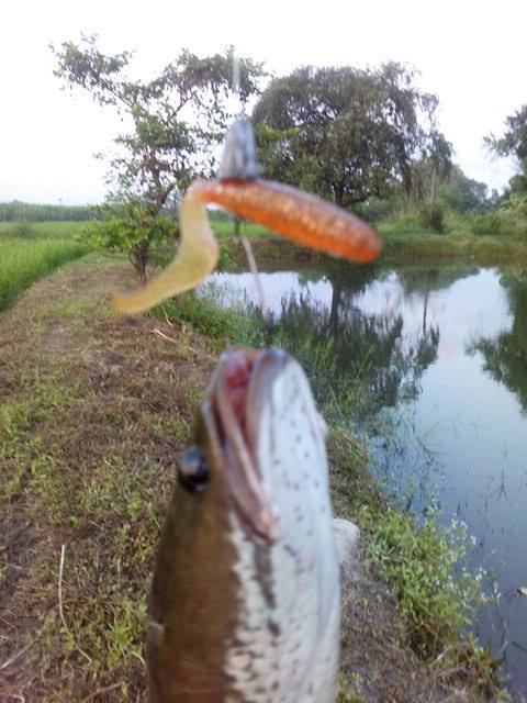 เปิดตำรา Texas Rig