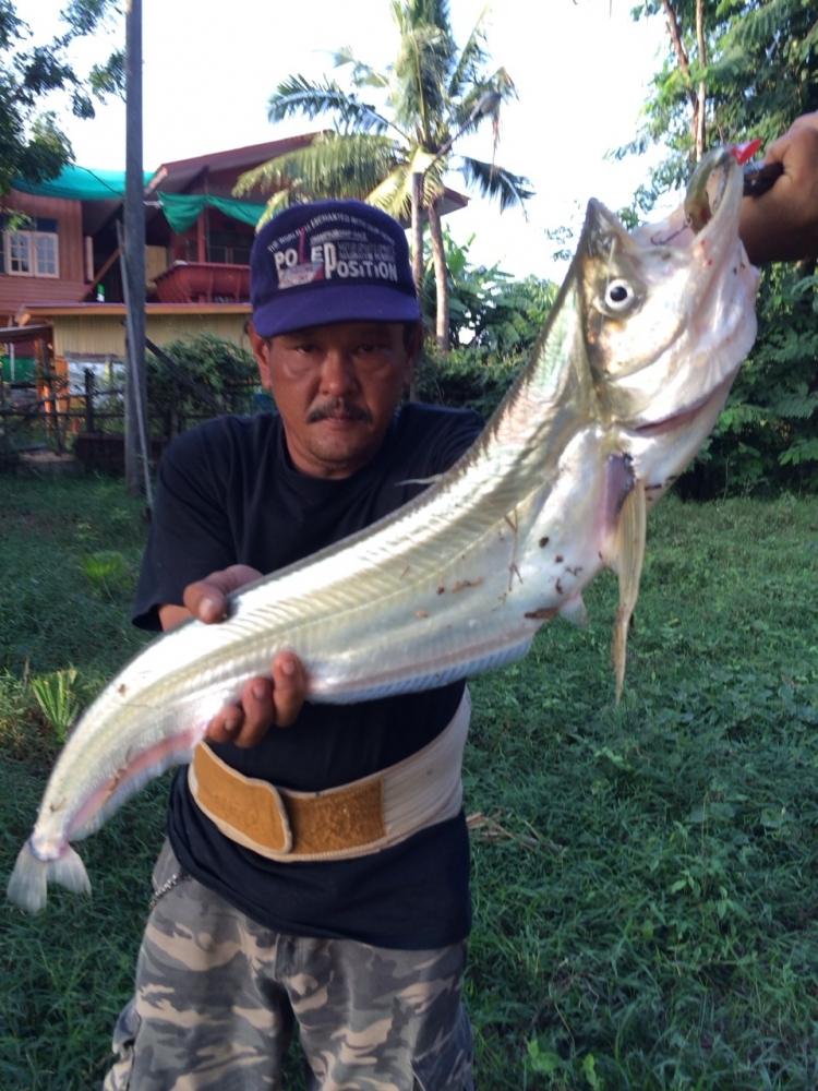 Twisted Jaw Cheatfish ชื่อภาษาอังกฤษของ ปลาเบี้ยว