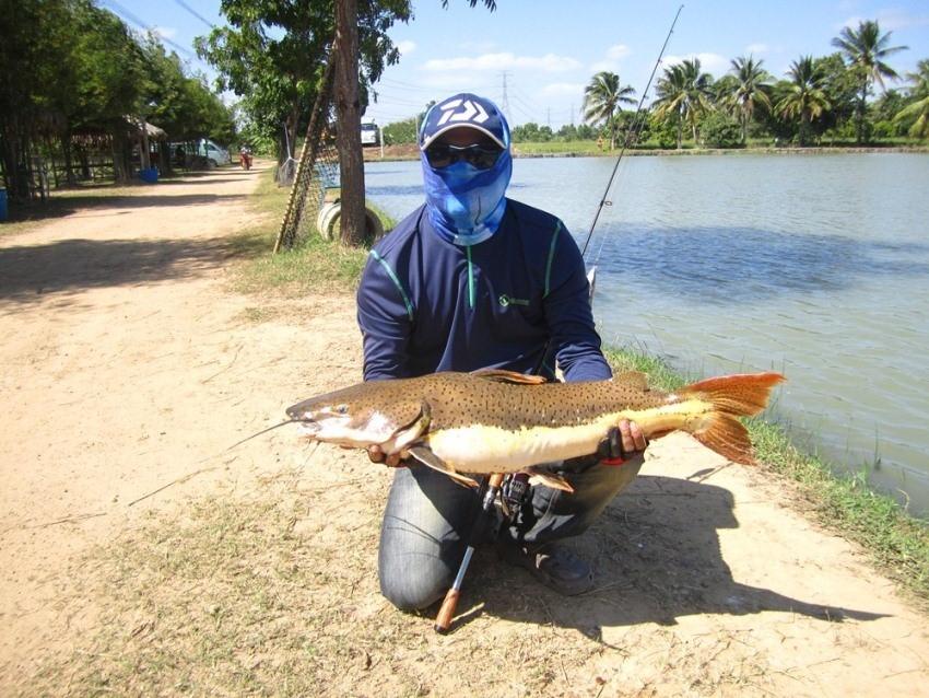 ปลาช่อนใหญ่กำแพงแสน