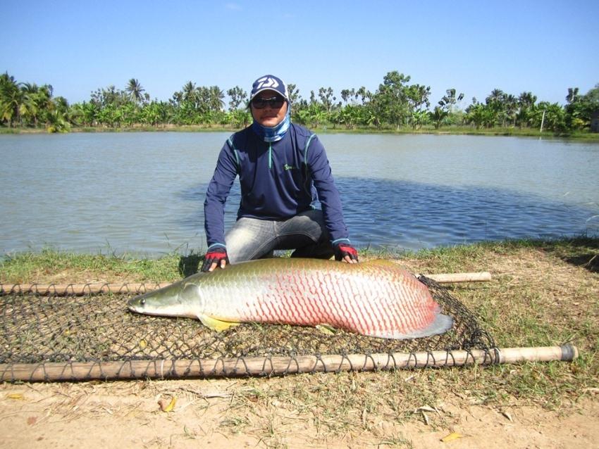 ปลาช่อนใหญ่กำแพงแสน