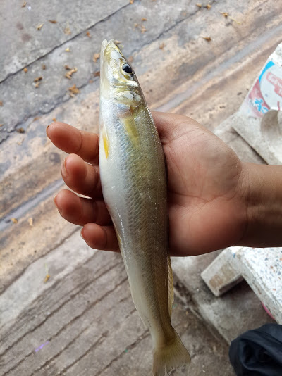 ชิวฯเห็ดโคนพันท้าย