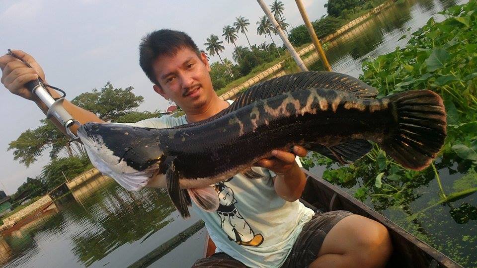 ชะโด..แม่น้ำท่าจีน อีกแร้วคับ