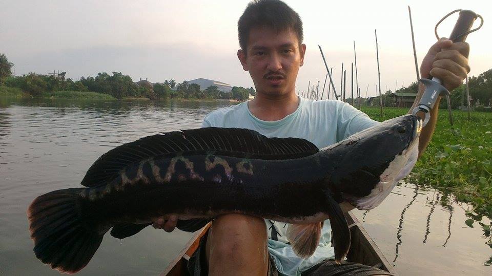 ชะโด..แม่น้ำท่าจีน อีกแร้วคับ