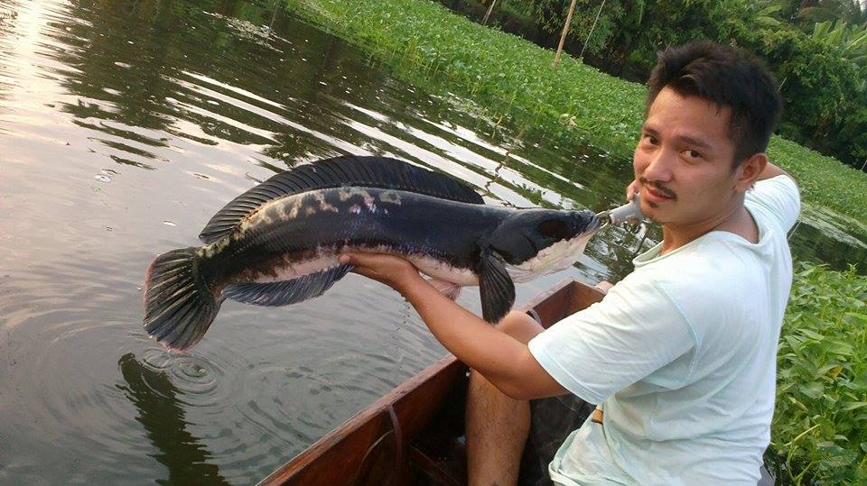 ชะโด..แม่น้ำท่าจีน อีกแร้วคับ
