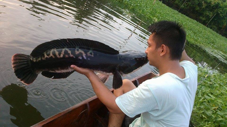 ชะโด..แม่น้ำท่าจีน อีกแร้วคับ