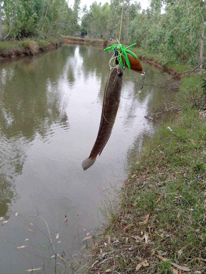 ช่อนคลอง พอได้มัน วันสิ้นเดือน