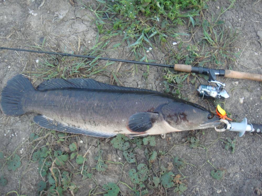 ชะโดใหญ่ กับสาย 20 lb มันเสียวดี/  SnakeHead Angler Club/