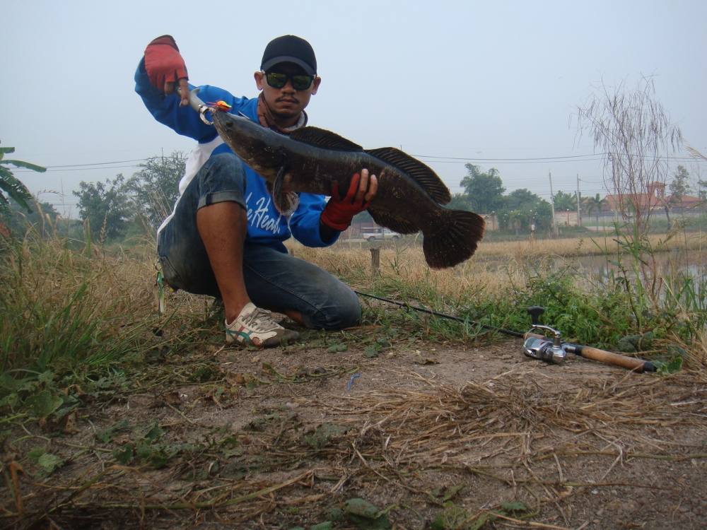 ชะโดใหญ่ กับสาย 20 lb มันเสียวดี/  SnakeHead Angler Club/