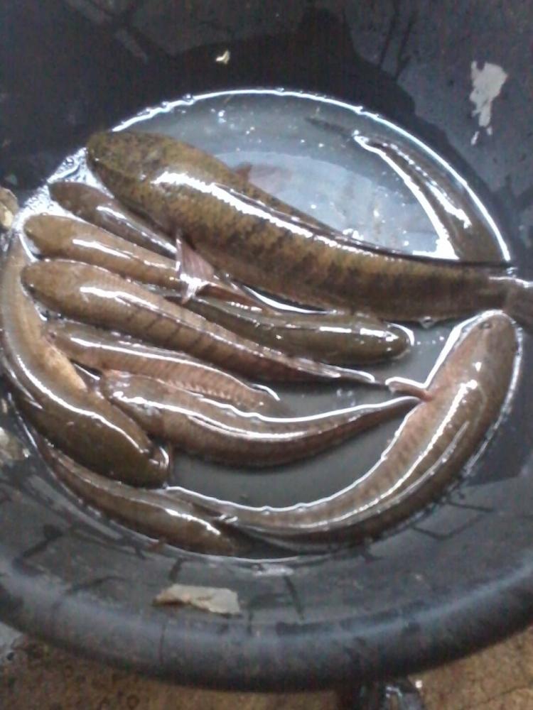 โจทย์ยาก..คนแก่ที่บ้านไม่กินปลาเลี้ยงไม่กินเนื้อไม่กินไก่