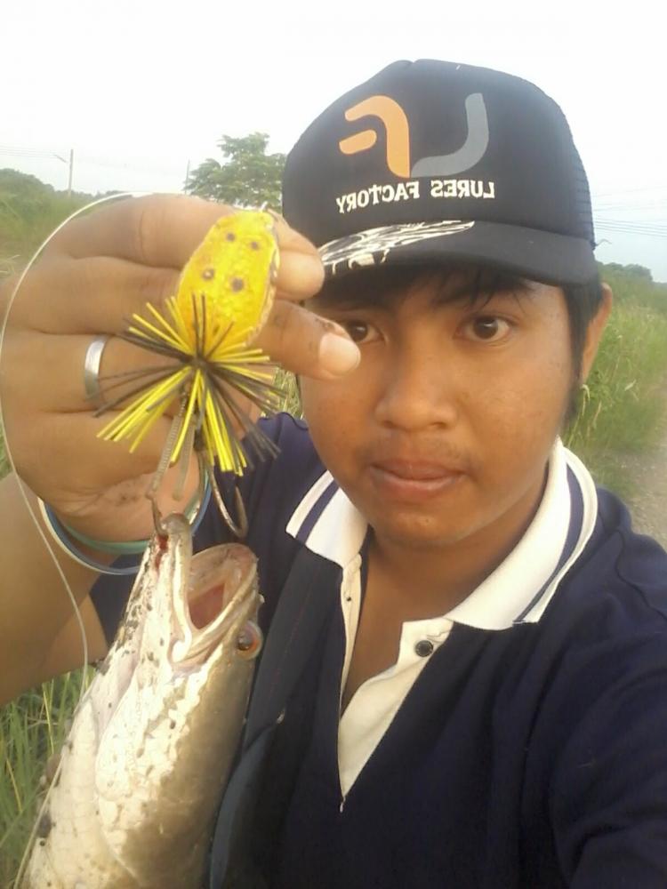 ช่อนในฟาร์มกุ้ง สุขใจกับเหย