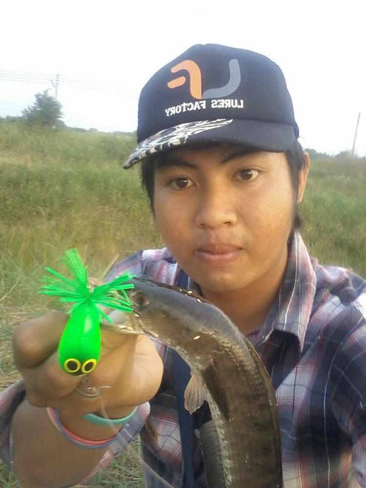 ช่อนในฟาร์มกุ้ง สุขใจกับเหย